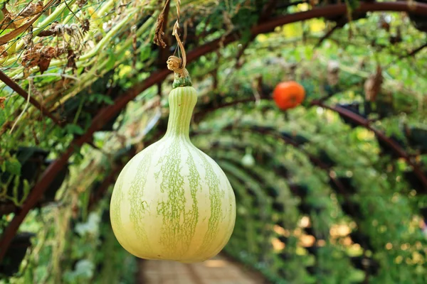 Bottle gourd — Stock Photo, Image