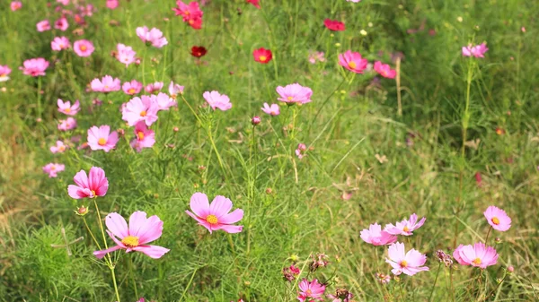 Cosmos Flower in the field — Stock Photo, Image