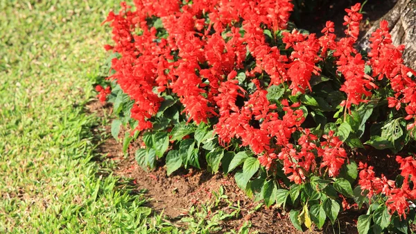 Salvia splendens i parken — Stockfoto