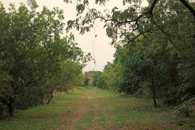 yeşil çim ve ağaçların 
