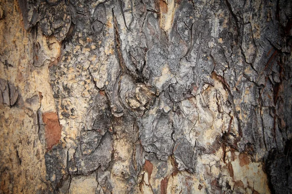 Patrón de textura de corteza de árbol vieja —  Fotos de Stock