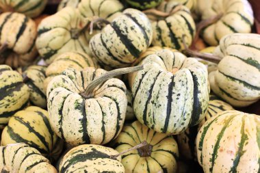 Satış mini beyaz kabak