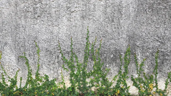 Zelené liána rostlina na staré betonové zdi — Stock fotografie