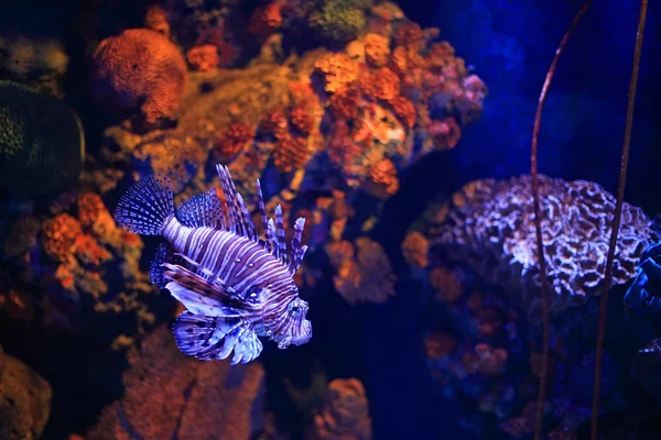 Lion fish in aquarium — Stock Photo, Image