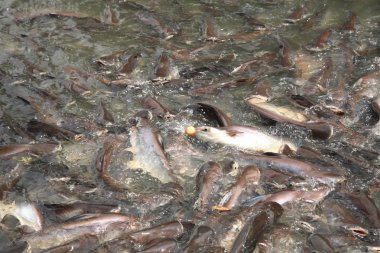 İnsanlar tarafından bağışlanan ekmek yeme Sutchi yayın balığı