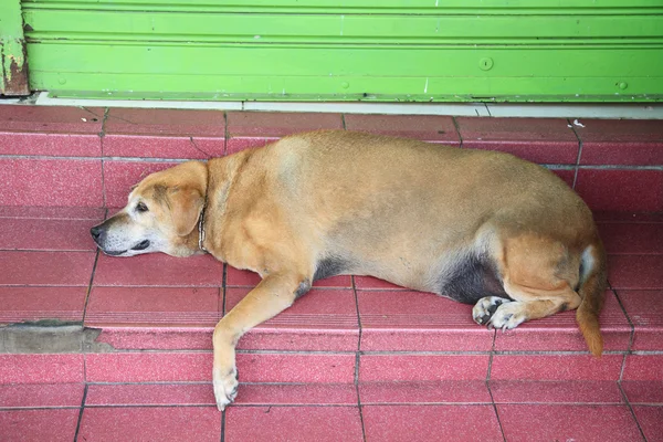 Old Dog Resting — Stock Photo, Image