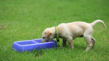 Sevimli köpek yemek yeme