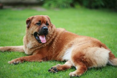 Mix uyumak köpek oturma doğurmak 
