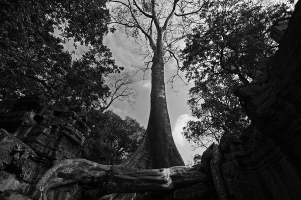 Großer Baum und antikes Tempeldenkmal in ta prohm — Stockfoto