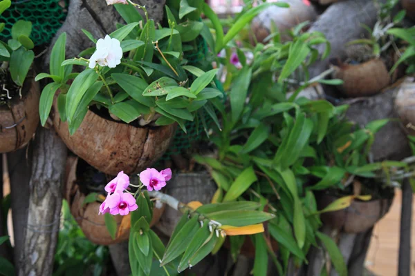 Orquídea de Cymbidium púrpura en macetas colgando —  Fotos de Stock