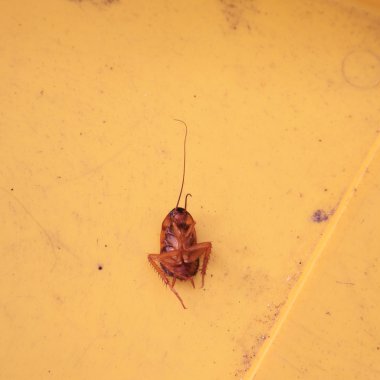 ölü Hamam böceği 