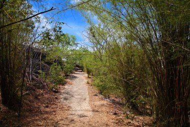Yokuş yukarı patika bambu ağaçlarıyla çevrili