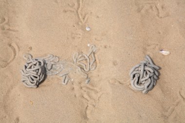 Lugworm or sandworm cast on sand  clipart