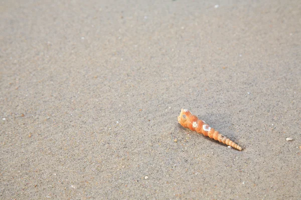 Sea Shell på sandstranden — Stockfoto