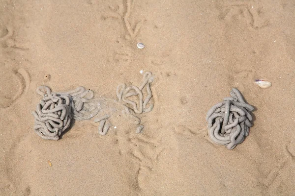 Zeepier of sandworm gegoten op zand — Stockfoto