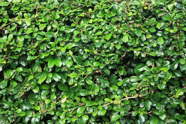 Zeď strom zelený horolezec — Stock fotografie