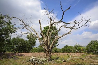 Karşı canlı ağaçlar çıplak ağaca