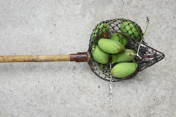 Vele groene mango's op houten vruchten picker — Stockfoto