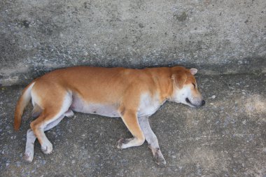 Tay köpek uyku sokak