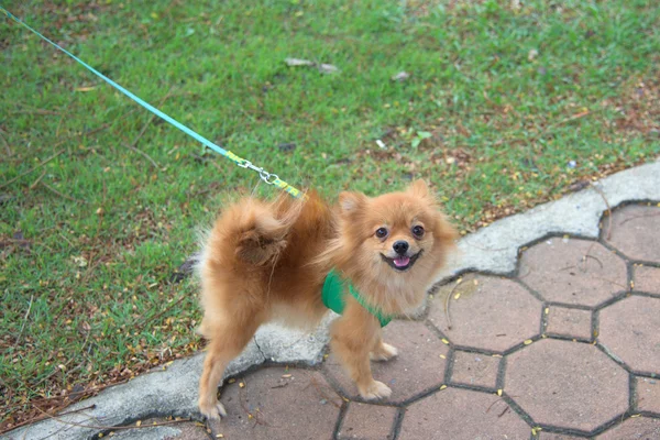 Pequeño perro de pomerania naranja —  Fotos de Stock