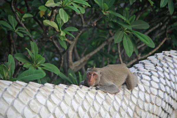 귀여운 원숭이 난 간 동 자에 편안한 — 스톡 사진