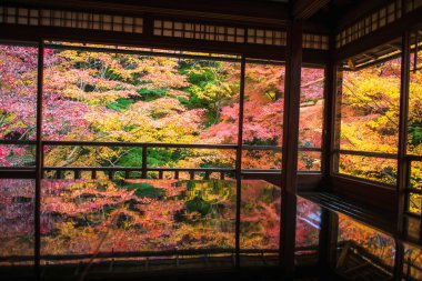 Japonya, Kyoto 'daki Ruriko-in Tapınağı' nın ahşap masasına yansıyan bir pencere yaparak renkli bir yaprak dökümü. Sonbaharda Kansai 'yi gezmek için ünlü bir tatil beldesi..