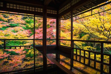 Renkli akçaağaç yaprakları, Japonya, Kyoto 'daki Ruriko-in Tapınağı' nın ahşap masasına yansıyor. Sonbaharda Kansai 'yi gezmek için ünlü bir tatil beldesi..