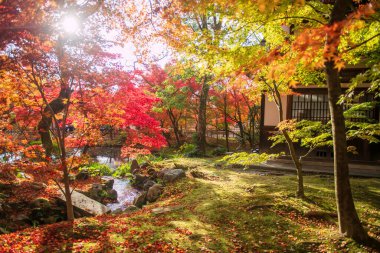 Japonya, Kyoto 'da güneş ışığına karşı Eikan-do Zenrinji tapınağının güzel sonbahar akçaağaç yaprağı renkleri. Sonbahar mevsiminde Kansai 'yi gezmek için ünlü bir tatil beldesi..