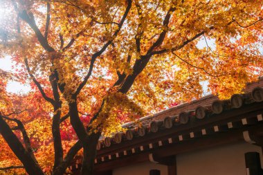 Sarı ve kırmızı akçaağaç yaprağı Eikan-do tapınağının çatısında güneş ışığına karşı, Kyoto, Japonya. Sonbahar mevsiminde Kansai 'yi gezmek için ünlü bir tatil beldesi..