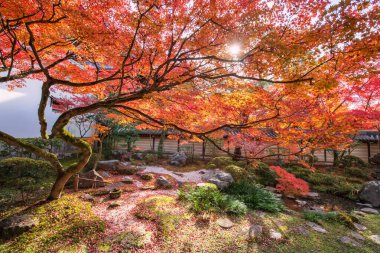 Bahçede güneş ışığına karşı kırmızı yapraklı güzel sonbahar akçaağacı Eikan-do Zenrinji Tapınağı verandası, Kyoto, Japonya. Sonbahar mevsiminde Kansai 'yi gezmek için ünlü bir tatil beldesi..
