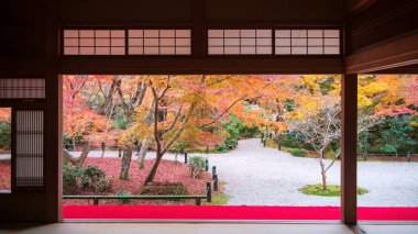 Japonya, Kyoto 'daki Enkoji Tapınağı' ndaki Japon sonbahar bahçesini görmek için balkonda kırmızı halı. Rinzai Zen Budist mezheplerinin seyahat yeri. Sonbaharda Kansai 'yi gezmek için..