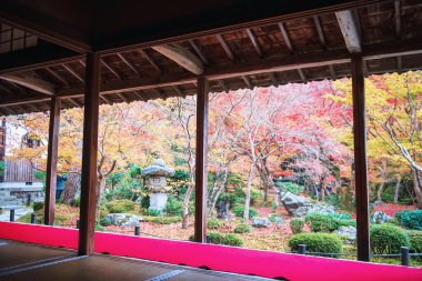 Japonya, Kyoto 'daki Enkoji Tapınağı' ndaki Japon sonbahar bahçesini görmek için terasta kırmızı halı. Rinzai Zen Budist mezhebinin varış noktası Kansai 'yi sonbaharda gezmek..
