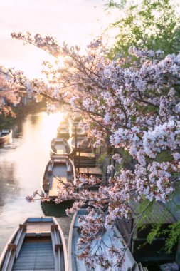 Günbatımında Yanagawa Kanko Kaihatsu, Fukuoka, Kyushu, Japonya 'da kiraz çiçekleri ve tekneler. Nehir boyunca gezmek ve gezmek için ünlü bir seyahat yeri..