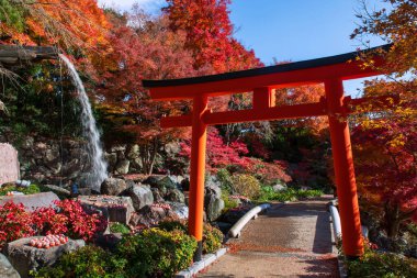 Sonbaharda Katsuo-ji Tapınağı, Minoh, Osaka, Japonya 'da çağlayan su ve renkli akçaağaç yaprağı kullanarak Torii kapısı ve Daruma bebekleri. Güz mevsiminde Kansai 'yi görmek için seyahat yeri. Zafer tapınağı..