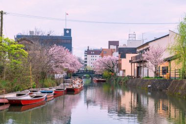 Donko gemisi ve pembe kiraz çiçeği Yanagawa Punting Kanko Kaihatsu, Fukuoka, Japonya 'da. Nehir boyunca gezmek ve gezmek için ünlü bir seyahat yeri.