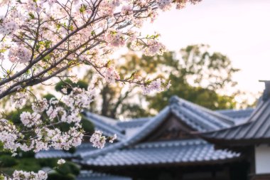 Yanagawa, Fukuoka, Kyushu, Japonya ilkbaharında bulanık Mihashira Tapınağı ve günbatımı Bokeh ile kiraz ağacı çiçeği. Nehir boyunca gezmek ve gezmek için ünlü bir seyahat yeri..