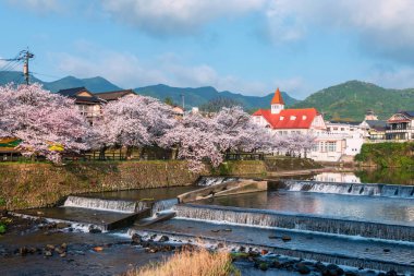Siebold no Yu ve Sakura kiraz ağacı çiçeği Ureshino parkında çağlayan bir nehir ile mavi gökyüzü, Saga, Kyushu, Japonya 'ya karşı. Kaplıcalarda kaplıcalara ünlü bir seyahat yeri..