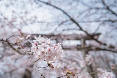 Homangu Kamado Dağı 'ndaki bulanık torii kapısının yanındaki kiraz ağacının beyaz sakura çiçeği. Homan, Dazaifu, Fukuoka, Japonya.
