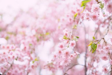 Japonya 'da ilkbaharda kiraz çiçekli sakura ağacı tüneli. Beyaz arkaplanda izole edilmiş sakura çiçeği
