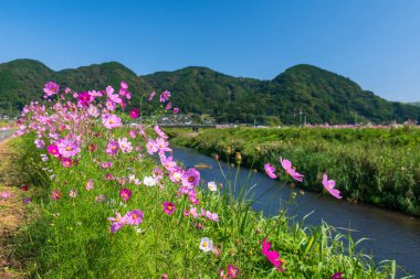 Ogomorihana Park, Ichinomiyamachi Teno, Aso, Kumamoto, Japonya 'daki güzel pembe kozmos çiçekleri. Manzaralı bahçe için ünlü seyahat yeri.