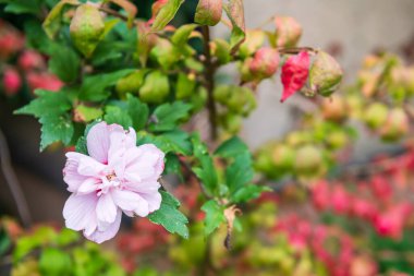 Pembe Sharon Hibiscus güz bahçesinde, Beppu, Oita, Japonya