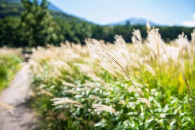 Tadewara Bataklıkları, Kokonoe, Kusu Bölgesi, Oita, Japonya 'daki otlaklar boyunca yürüme yolu boyunca Miscanthus otlağı çiçeği. Kyushu 'daki Aso Kujo Milli Parkı' nı gezmek için seyahat yeri.