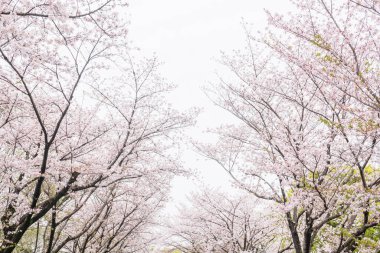 Japonya, Kysushu 'daki Kumamoto Kalesi' nde kiraz ağacından oluşan pembe sakura çiçeği tüneli..