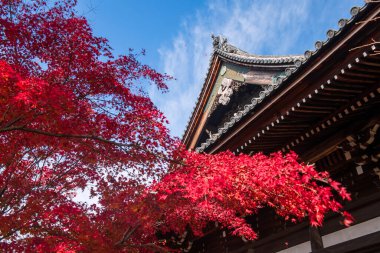 Sonbaharda Shinnyodo Tapınağı çatısından kırmızı akçaağaç yaprakları, Kyoto, Japonya. Sonbaharda Kansai 'yi gezmek için ünlü bir tatil beldesi..