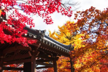 Japonya, Arashiyama 'daki Jojakkoji Tapınağı' nda sonbaharda renkli akçaağaç ve ginkgo yaprağına karşı çan kulesi. Sonbaharda Kyoto 'nun batısındaki ünlü seyahat merkezi..