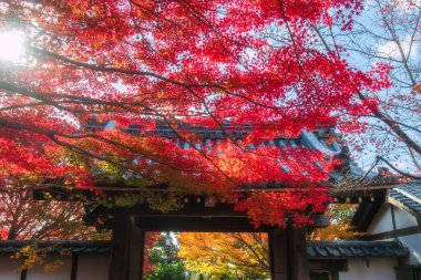 Ryoan-ji tapınağının renkli akçaağaç yapraklı girişi güneş ışığına karşı, Kyoto, Japonya. Sonbahar mevsiminde Zen Sanat Bahçesi 'nin ünlü seyahat yeri.