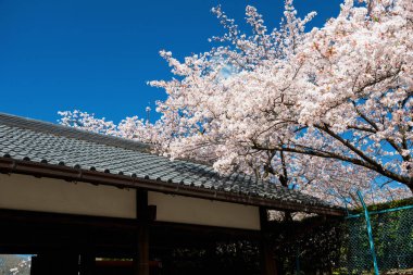 Sakura ağaç tünelinin beyaz kiraz çiçekleri Nagoya şatosunun çatısında ilkbahar masmavi gökyüzünde, Japonya.