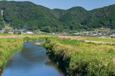 Ogomorihana Park, Ichinomiyamachi Teno, Aso, Kumamoto, Japonya 'daki kanal boyunca güzel pembe kozmos çiçekleri. Vadideki manzaralı bahçe için ünlü seyahat yeri..
