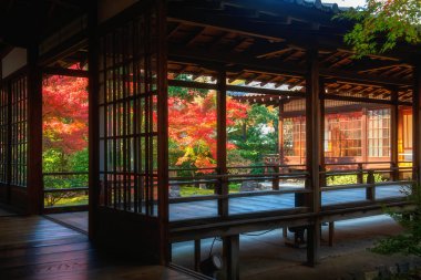 Kenninji Tapınağı ahşap bina koridoru renkli akçaağaç yaprağı, Kyoto, Japonya. Özellikle sonbahar mevsiminde Kansai 'de ünlü bir tatil beldesi..