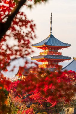 Japonya 'nın başkenti Kyoto' da sonbahar yapraklı Kiyomizu-dera pagoda. Kırmızı ve turuncu tapınak renkli yaprağıyla mavi gökyüzüne karşı duruyor..